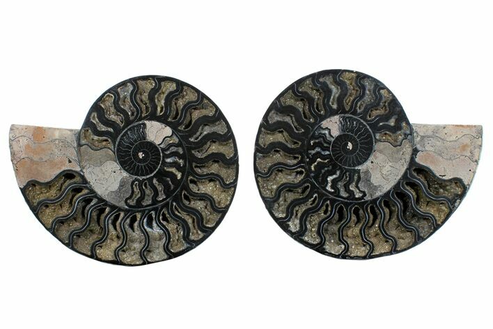 Cut/Polished Ammonite Fossil - Unusual Black Color #169705